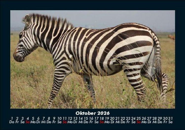 Produktbild: Zebrazauber 2026 Fotokalender DIN A5