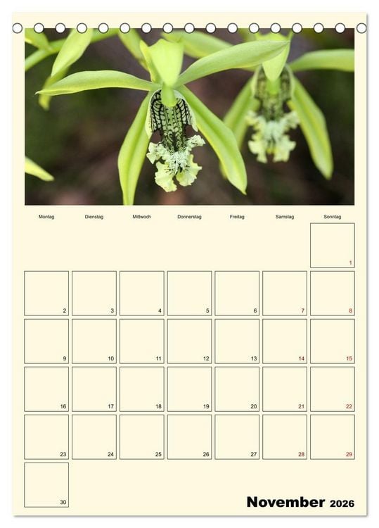 Produktbild: Orchideentr&auml;ume (Tischkalender 2026 DIN A5 hoch), CALVENDO Monatskalender