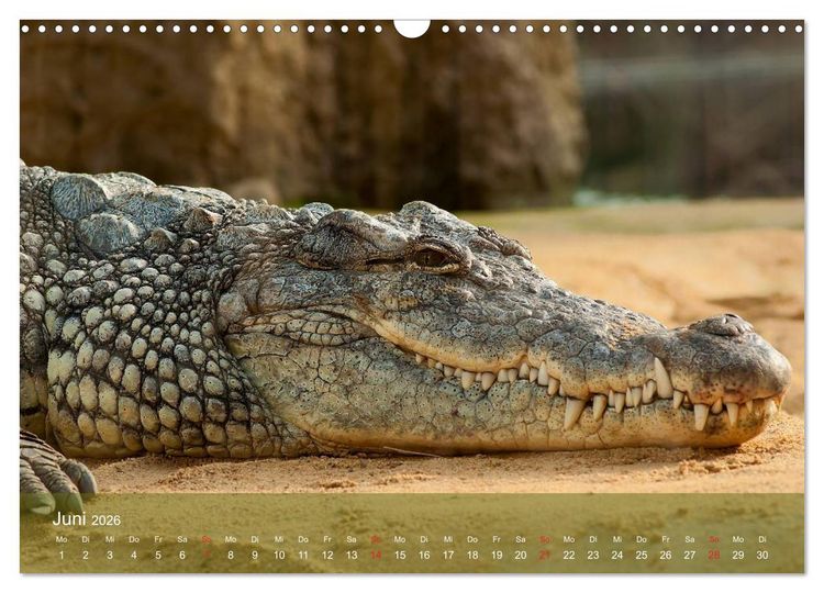 Produktbild: Alligatoren und Co. (Wandkalender 2026 DIN A3 quer), CALVENDO Monatskalender