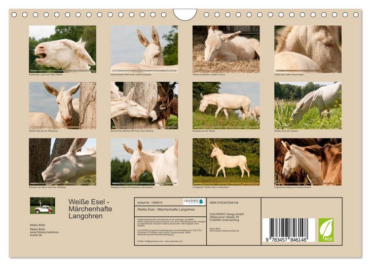 Produktbild: Wei&szlig;e Esel - M&auml;rchenhafte Langohren (Wandkalender 2026 DIN A4 quer), CALVENDO Monatskalender