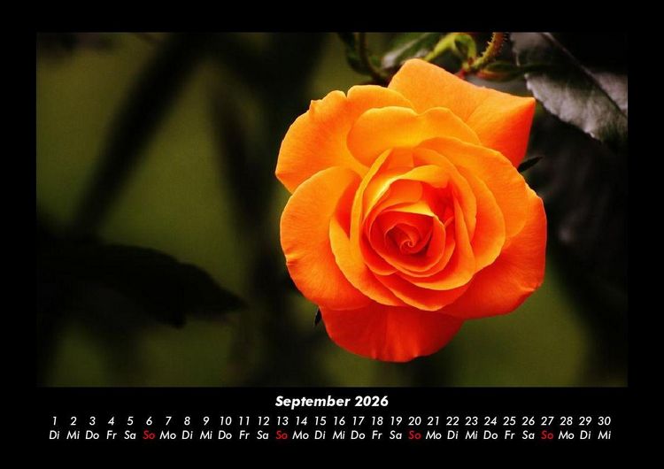 Produktbild: Rosentraum 2026 Fotokalender DIN A3