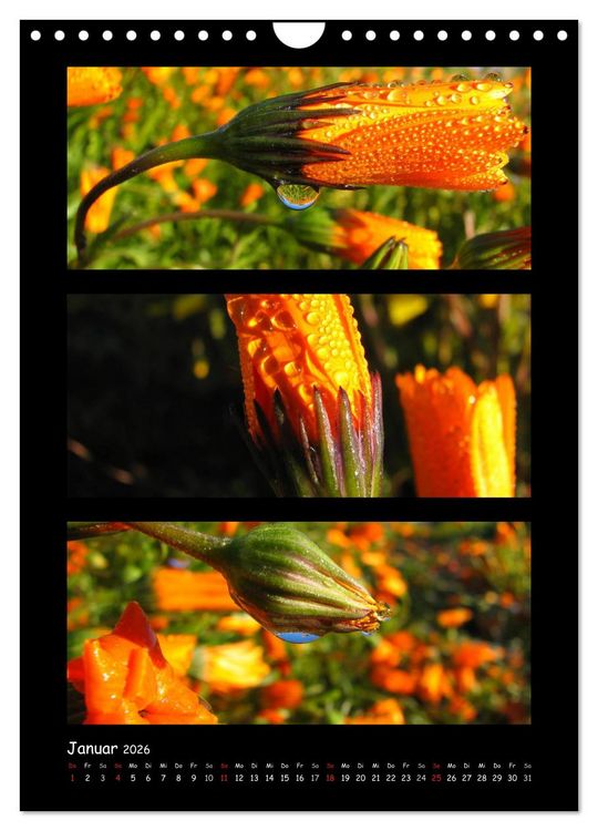 Produktbild: ZAUBERWELT DER BLUMEN - EISKRISTALLE & WASSERPERLEN (Wandkalender 2026 DIN A4 hoch), CALVENDO Monatskalender