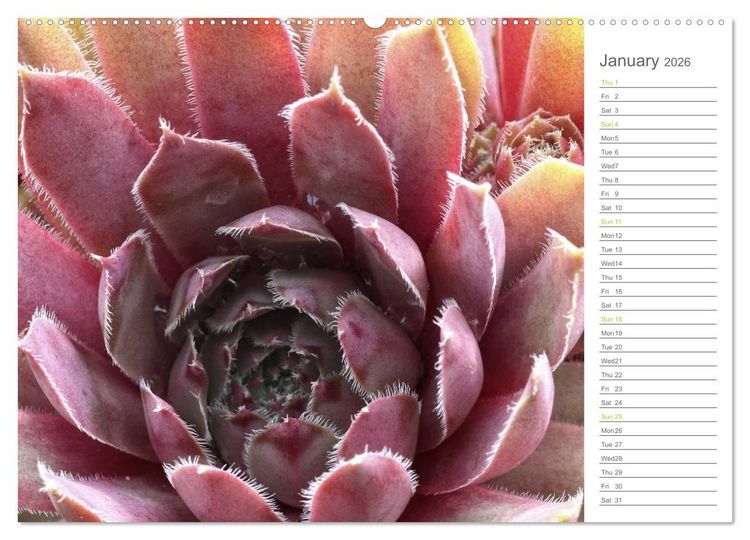 Produktbild: Sempervivum Fascinating Succulents (High Quality Premium Wall Calendar 2026 DIN A2 landscape),CALVENDO 12 Month Wall Calendar