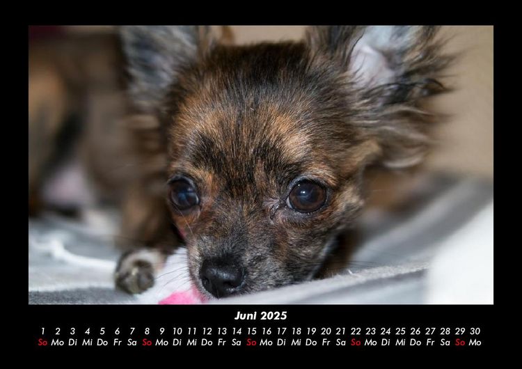 Produktbild: Hunde 2025 Fotokalender DIN A3