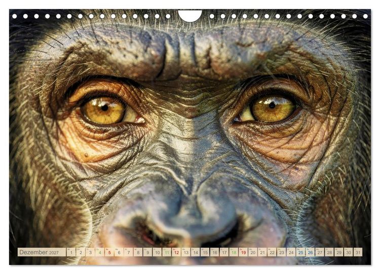 Produktbild: Die Augen der Wildnis (Wandkalender 2027 DIN A4 quer), CALVENDO Monatskalender