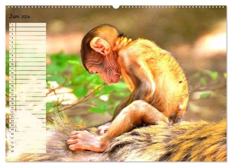 Produktbild: Zauberhafte Affenkinder. S&uuml;&szlig;er geht&acute;s nicht! (hochwertiger Premium Wandkalender 2026 DIN A2 quer), Kunstdruck in Hochglanz