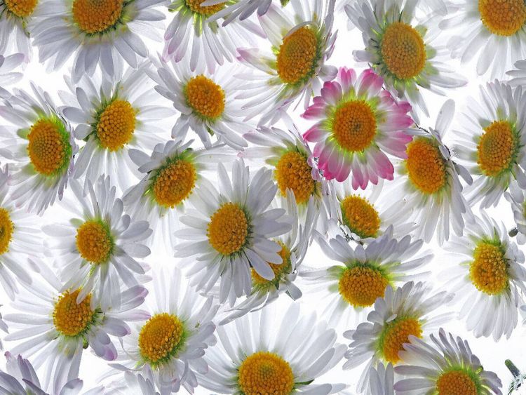 Produktbild: CALVENDO Puzzle G&auml;nsebl&uuml;mchen | 1000 Teile Lege-Gr&ouml;&szlig;e 64x48cm Foto-Puzzle f&uuml;r gl&uuml;ckliche Stunden