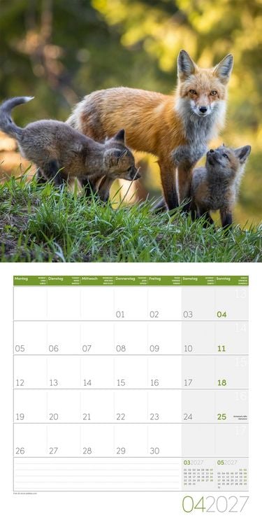 Produktbild: F&uuml;chse Kalender 2027 - 30x30 - Art12