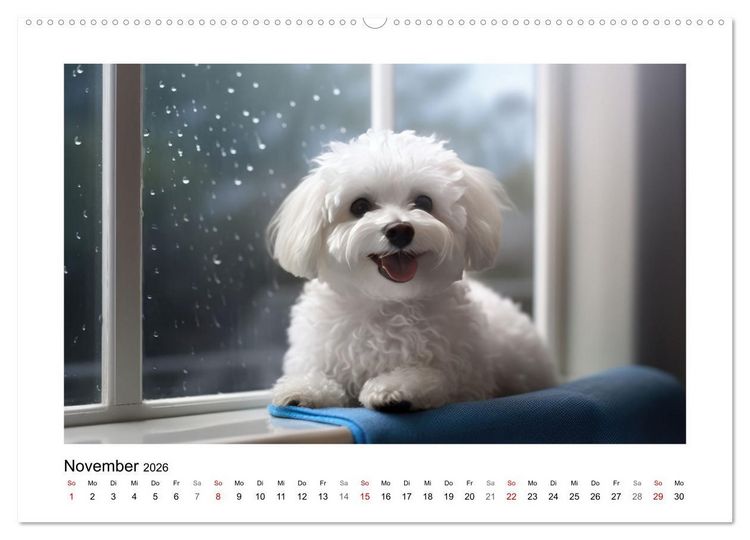 Produktbild: Bichon fris&eacute;, wei&szlig;e H&uuml;ndchen mit lockigem Haar (Wandkalender 2026 DIN A2 quer), CALVENDO Monatskalender