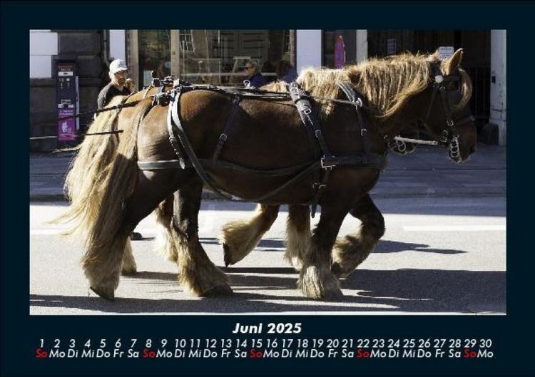 Produktbild: Pferdegefl&uuml;ster 2025 Fotokalender DIN A5