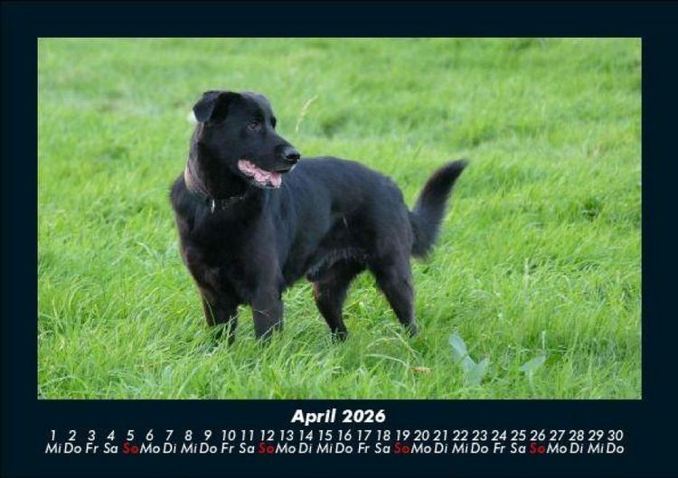 Produktbild: Hundezauber 2026 Fotokalender DIN A5