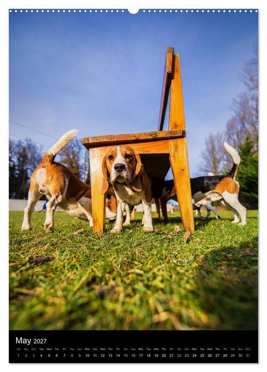 Produktbild: Beagles in action (High Quality Premium Wall Calendar 2027 DIN A2 portrait),CALVENDO 12 Month Wall Calendar