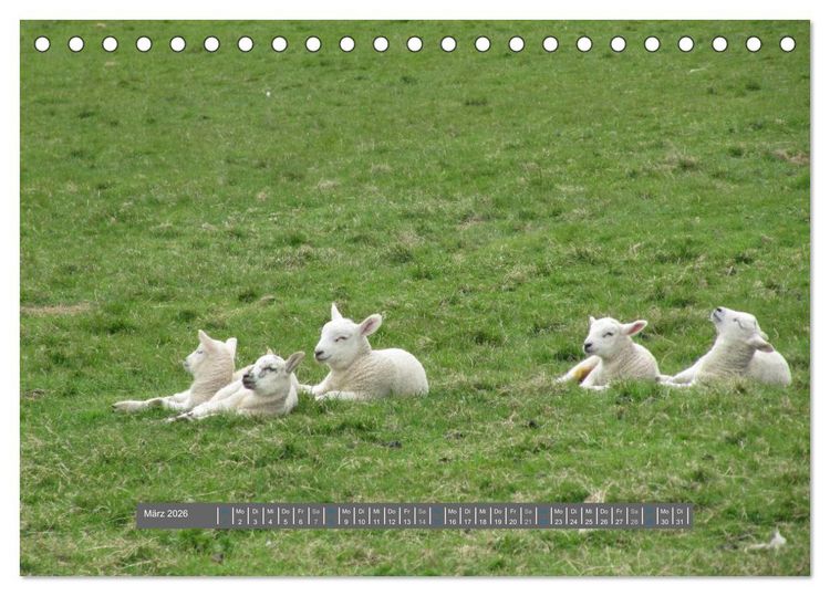 Produktbild: Schottlands Highland Schafe (Tischkalender 2026 DIN A5 quer), CALVENDO Monatskalender