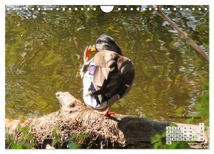 Produktbild: Kanadas charmante Kleintiere - Bezaubernde Einblicke in die Natur (Wandkalender 2026 DIN A4 quer), CALVENDO Monatskalender