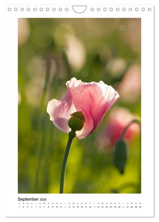 Produktbild: Zauber der Mohnbl&uuml;te (Wandkalender 2026 DIN A4 hoch), CALVENDO Monatskalender
