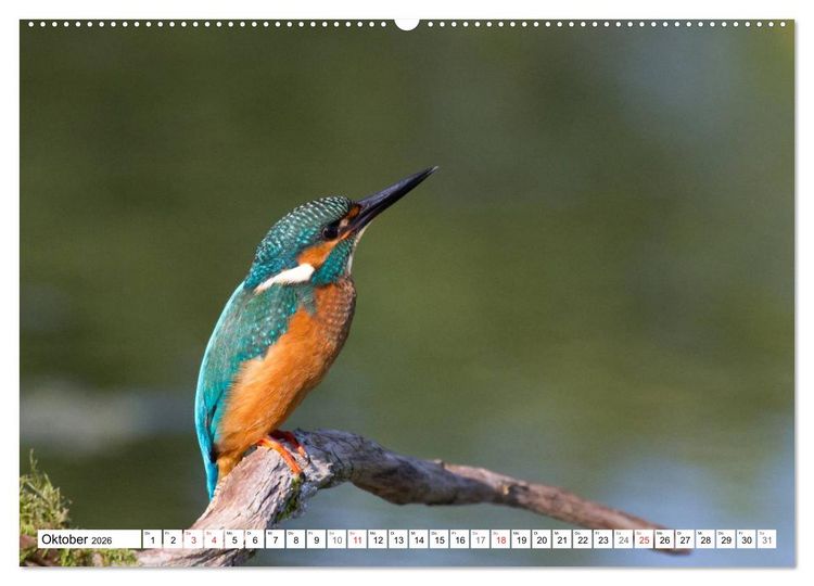 Produktbild: Eisv&ouml;gel (Alcedo atthis) - Edelsteine der Natur (hochwertiger Premium Wandkalender 2026 DIN A2 quer), Kunstdruck in Hochglanz