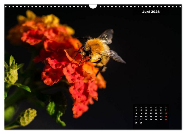 Produktbild: Der Natur auf der Spur - Makro-Fotografien der besonderen Art (Wandkalender 2026 DIN A3 quer), CALVENDO Monatskalender
