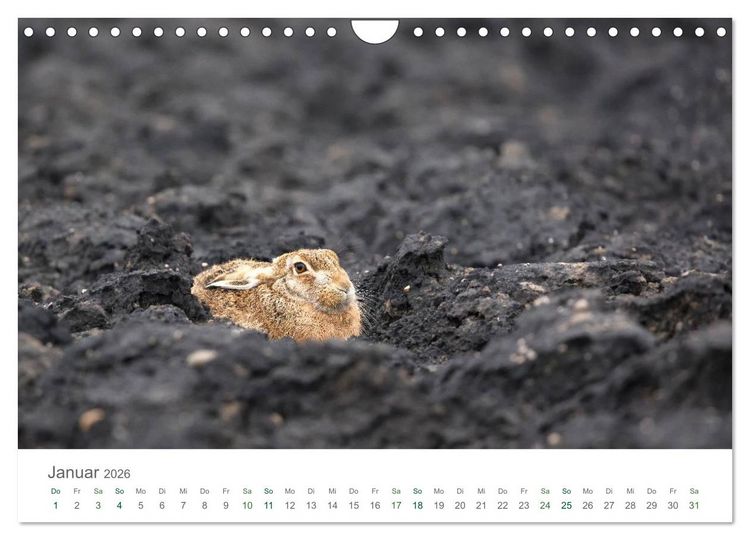 Produktbild: Feldhasen - dem Langohr auf der Spur (Wandkalender 2026 DIN A4 quer), CALVENDO Monatskalender
