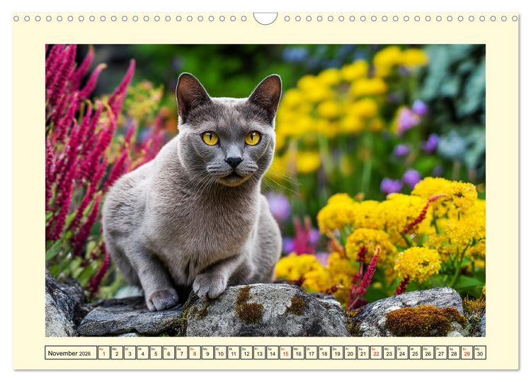 Produktbild: Burma-Katzen. Ausstrahlung und Anmut der faszinierenden Samtpfoten (Wandkalender 2026 DIN A3 quer), CALVENDO Monatskalender
