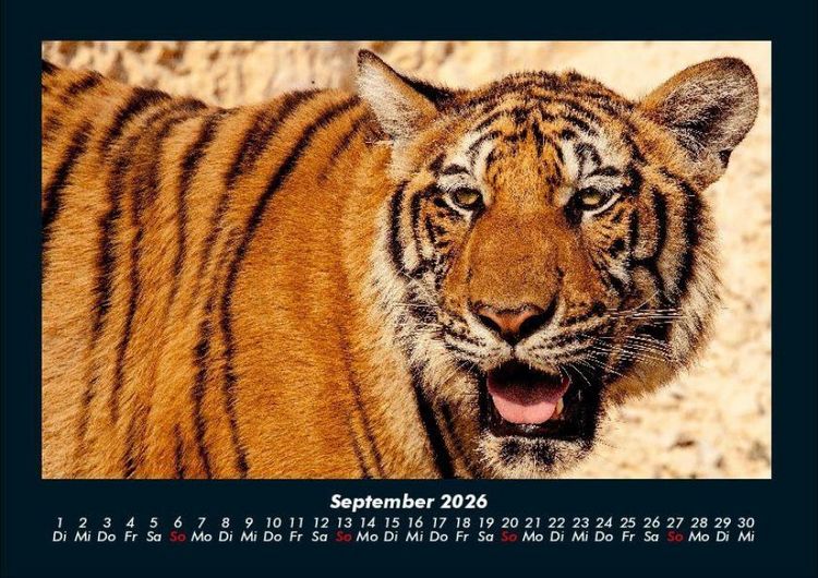 Produktbild: Tiger 2026 Fotokalender DIN A4