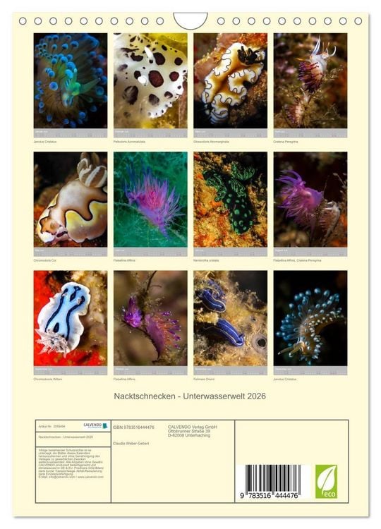 Produktbild: Nacktschnecken - Unterwasserwelt 2026 (Wandkalender 2026 DIN A4 hoch), CALVENDO Monatskalender