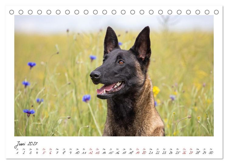 Produktbild: Malinois - Seelen aus Feuer (Tischkalender 2027 DIN A5 quer), CALVENDO Monatskalender