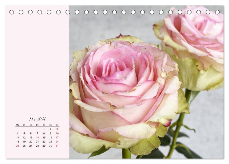 Produktbild: Rosen. Charmante und edle K&ouml;niginnen (Tischkalender 2026 DIN A5 quer), CALVENDO Monatskalender