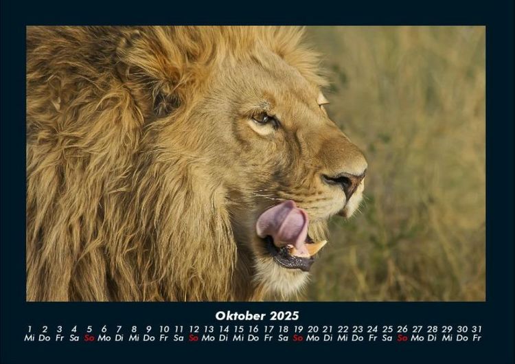 Produktbild: L&ouml;wen in der Wildnis 2025 Fotokalender DIN A4