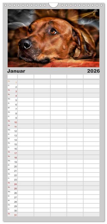Produktbild: Familienplaner 2026 - Rhodesian Ridgeback - Moments mit 5 Spalten (Wandkalender, 21 x 45 cm) CALVENDO