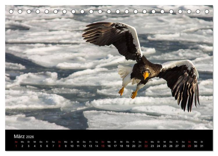 Produktbild: Seeadler - K&ouml;nige der L&uuml;fte (Tischkalender 2026 DIN A5 quer), CALVENDO Monatskalender