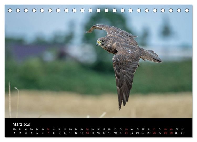 Produktbild: Sch&ouml;nheiten der L&uuml;fte - Greifv&ouml;gel (Tischkalender 2027 DIN A5 quer), CALVENDO Monatskalender