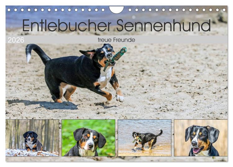 Produktbild: Entlebucher Sennenhund - treue Freunde (Wandkalender 2026 DIN A4 quer), CALVENDO Monatskalender