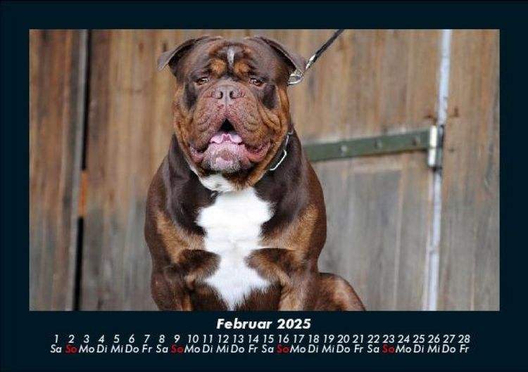 Produktbild: Hunde 2025 Fotokalender DIN A5