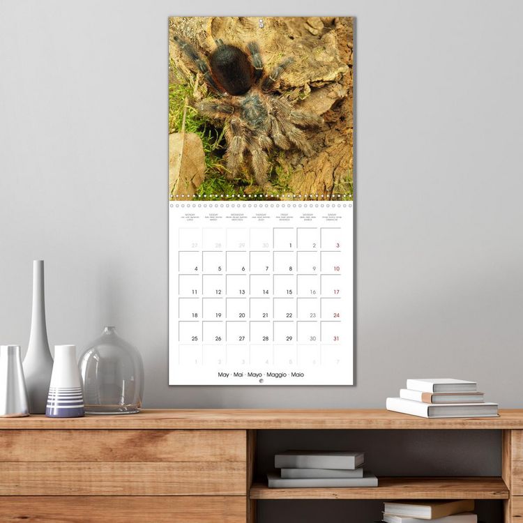 Produktbild: Spider synphony (Wall Calendar 2026 12 &times; 12 Inch) CALVENDO 12 Month Wall Calendar