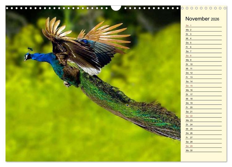 Produktbild: Pfaue. Pr&auml;chtig und schillernd (Wandkalender 2026 DIN A3 quer), CALVENDO Monatskalender