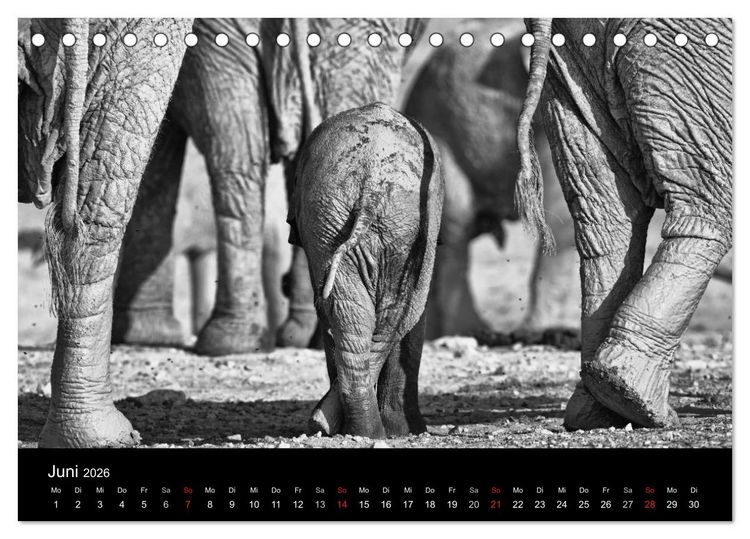 Produktbild: Elefanten Schwarz - Weiss (Tischkalender 2026 DIN A5 quer), CALVENDO Monatskalender
