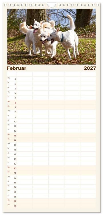 Produktbild: Familienplaner 2027 - Berger Blanc Suisse - Weggef&auml;hrten auf 4 Pfoten mit 5 Spalten (Wandkalender, 21 x 45 cm) CALVENDO