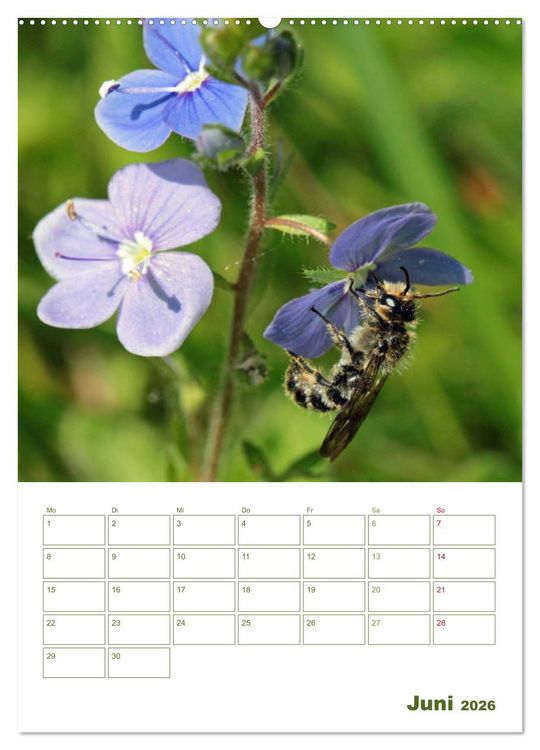 Produktbild: Wildbienen-Terminplaner 2026 (Wandkalender 2026 DIN A2 hoch), CALVENDO Monatskalender