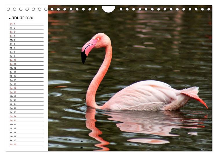 Produktbild: Elegante Flamingo (Wandkalender 2026 DIN A4 quer), CALVENDO Monatskalender