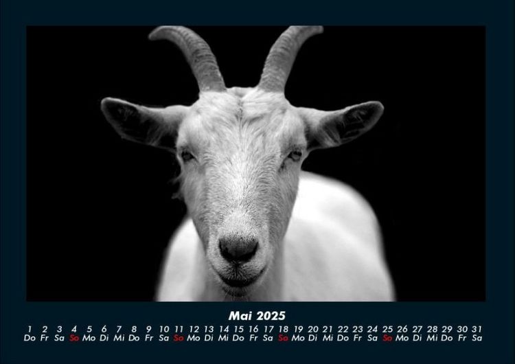 Produktbild: Tiere auf dem Bauernhof 2025 Fotokalender DIN A4