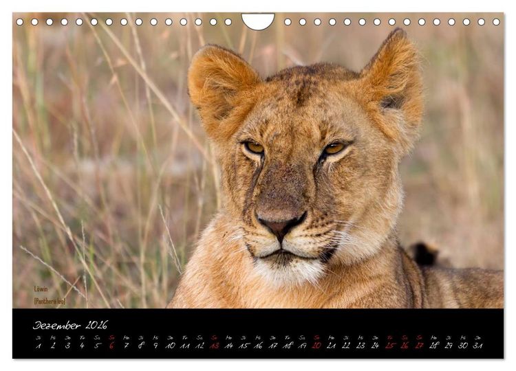 Produktbild: Faszination Afrika - wilde Tiere der Masai Mara - Kenia (Wandkalender 2026 DIN A4 quer), CALVENDO Monatskalender