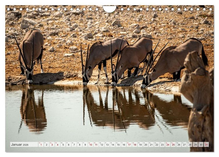 Produktbild: Abenteuerliches Namibia (Wandkalender 2026 DIN A4 quer), CALVENDO Monatskalender