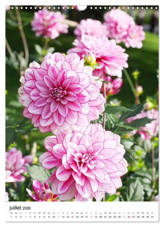 Produktbild: Des beaux dahlias (Calendrier mural 2026 DIN A3 horizontal), CALVENDO calendrier mensuel