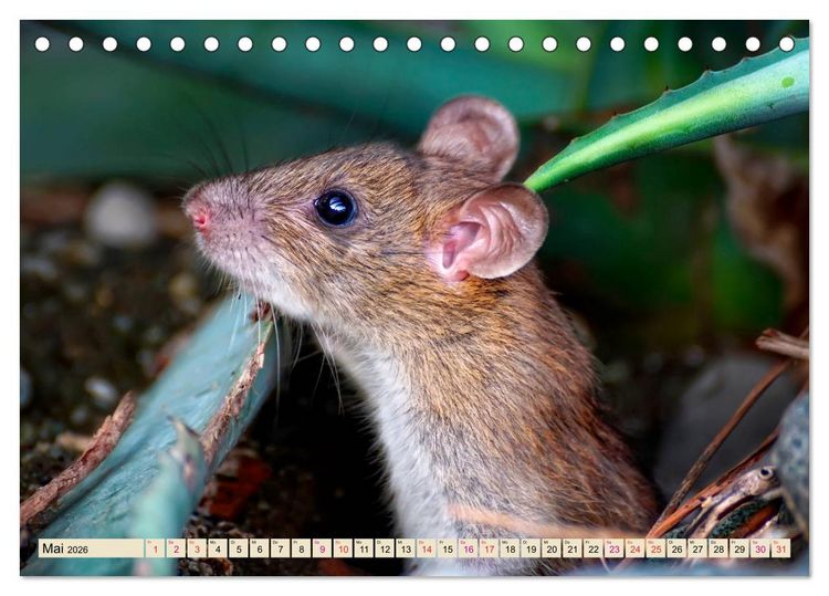 Produktbild: Kleiner Nager - Maus (Tischkalender 2026 DIN A5 quer), CALVENDO Monatskalender
