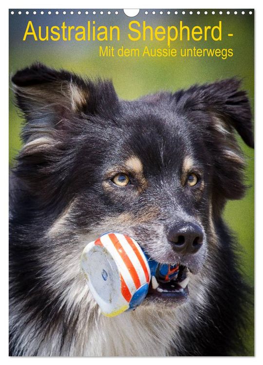 Produktbild: Australian Shepherd &ndash; Mit dem Aussie unterwegs (Wandkalender 2026 DIN A3 hoch), CALVENDO Monatskalender