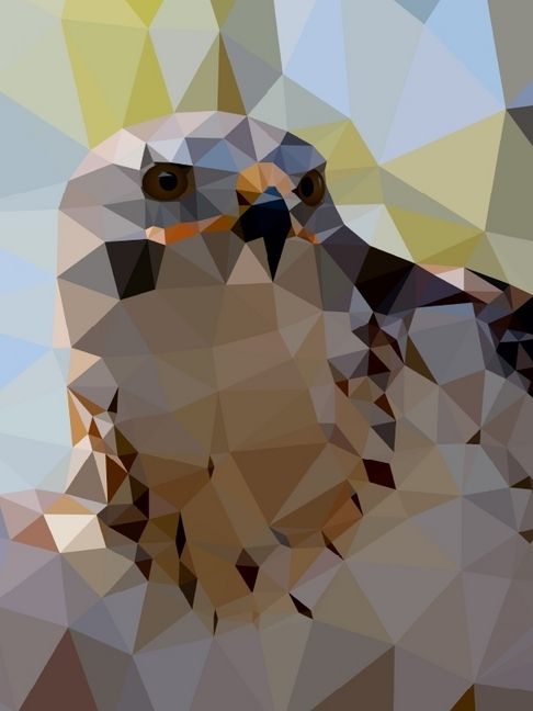 Produktbild: CALVENDO Puzzle Greifvogel | 1000 Teile Lege-Gr&ouml;&szlig;e 64x48cm Foto-Puzzle f&uuml;r gl&uuml;ckliche Stunden