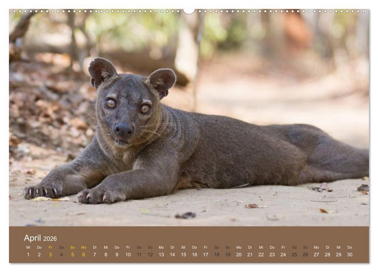 Produktbild: Madagaskars wundersame Tierwelt (Wandkalender 2026 DIN A2 quer), CALVENDO Monatskalender