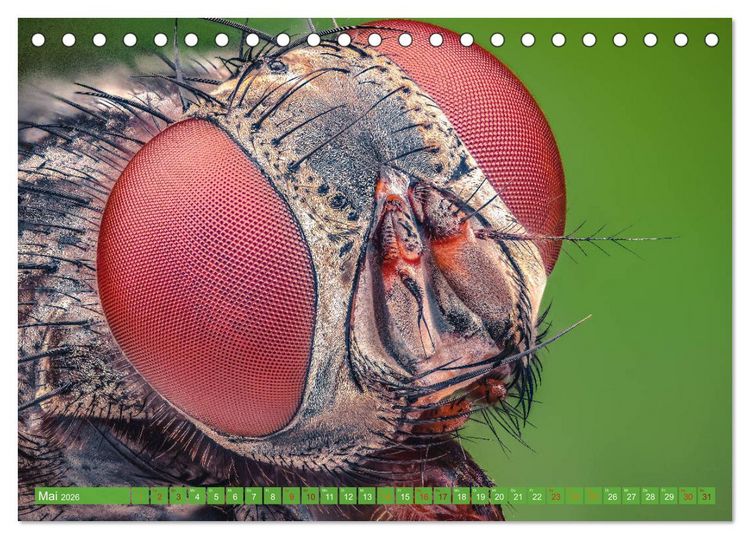 Produktbild: Extreme Makroaufnahmen - Insekten so nah wie nie (Tischkalender 2026 DIN A5 quer), CALVENDO Monatskalender