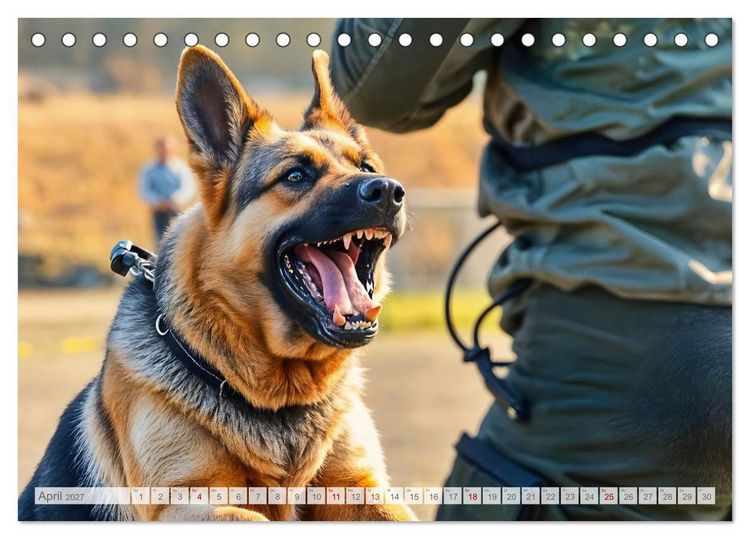 Produktbild: Sch&auml;ferhund 24/7 - Keine Pause f&uuml;r echte Helden (Tischkalender 2027 DIN A5 quer), CALVENDO Monatskalender