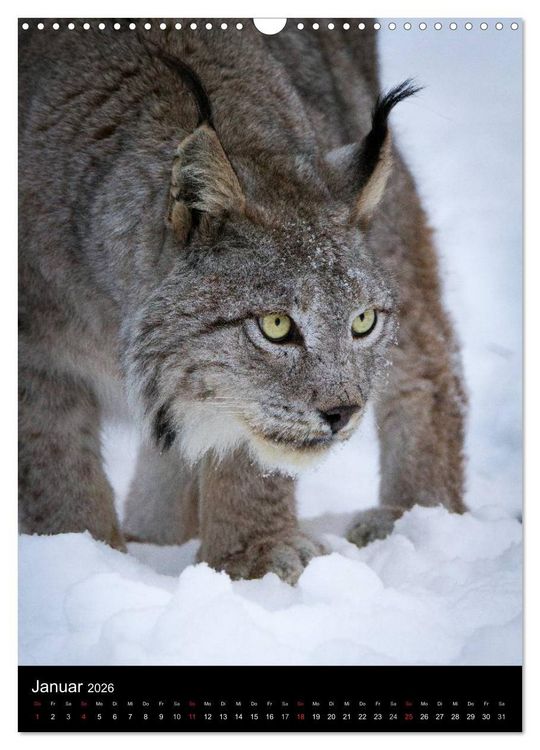 Produktbild: Der Luchs - Europas gr&ouml;&szlig;te Samtpfote (Wandkalender 2026 DIN A3 hoch), CALVENDO Monatskalender